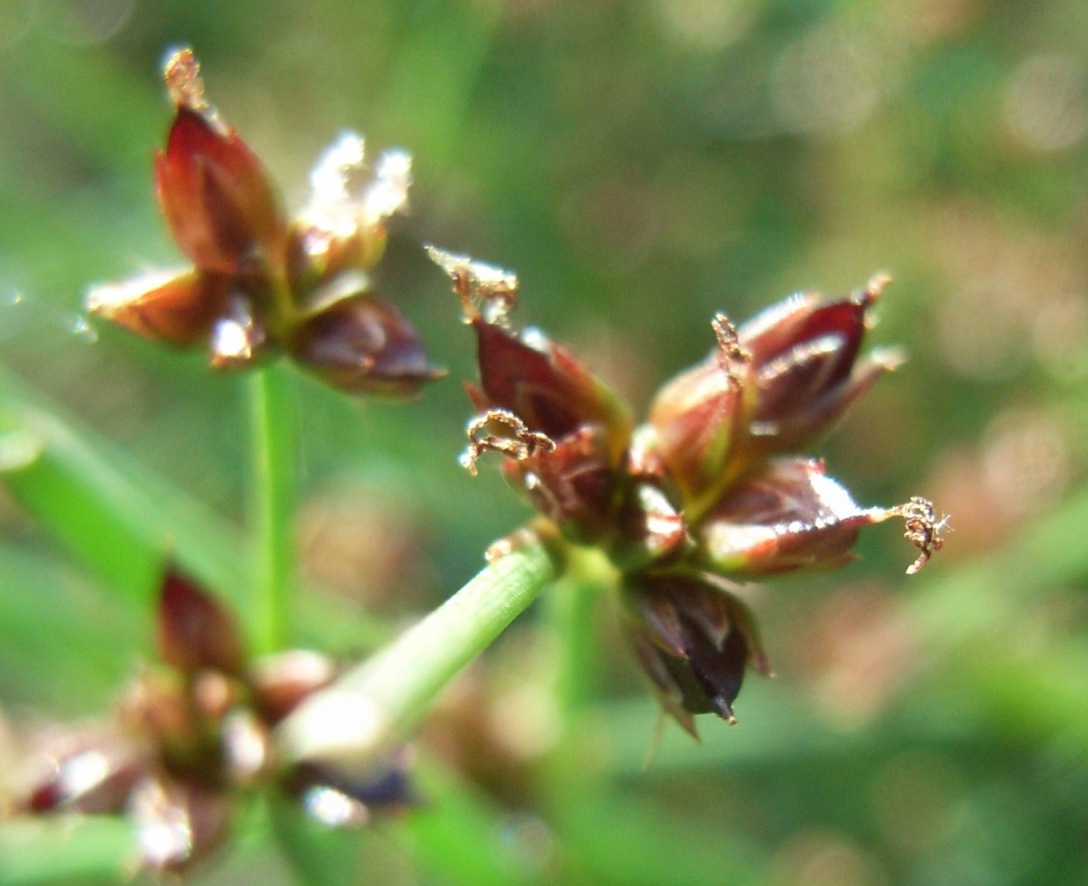 Juncus subnodulosus / Giunco subnodoso